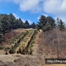 조영무별묘 이미지