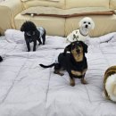 다온멍스쿨 이미지