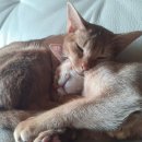 냥냥살롱 이미지