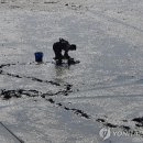신안갯벌낙지 이미지