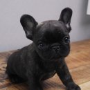 구산동강아지 이미지