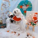 레스트윗 이미지