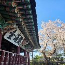 경포대가는길 | 강릉 경포대 벚꽃 축제 후기 벚꽃 절정 시기 다녀온 리얼 후기