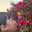 구면농장 | 최남단 체험 감귤농장 귤따기, 생태체험,동백꽃밭