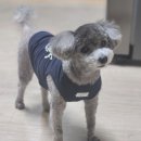 온천동물병원 | 잠실동물병원ㅣ반려견 집중 케어 스파 테라피