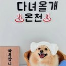 다녀올개 이미지