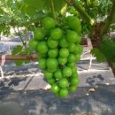 토리농장 이미지