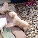 안태농장 이미지