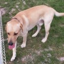 랩도그빌 이미지