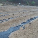 선녀농장 이미지