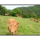 모후농장 이미지