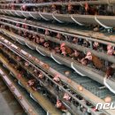 세종축산동물약품 이미지