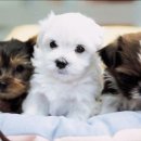 척메디칼 이미지