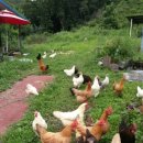 태평농장 이미지