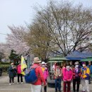 과천 대공원 벚꽃축제 봄나들이 ('24, 4, 6) 이미지