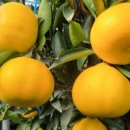 철이농장 이미지