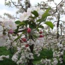 능금농장 이미지