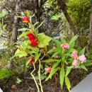 상반기 학생,학부모 독서문화프로그램[질문독서 프로젝트] | 아산 배방월천도서관 독서의달 공연 - 봉숭아프로젝트