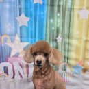 밀리아 펫살롱 이미지