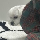 멍멍데잇 이미지