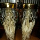 천문동 송근봉 나도하수오 석이버섯 녹각영지 판매 이미지