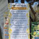 영양 연당리 정종대 가옥 | [서산] 유기방가옥의 수선화 풍경