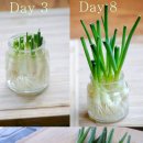 허브와야채 이미지