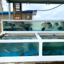 감포회직송 | 감포 맛집 대게회세트 군침 돌아요