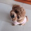 별이알이 댕댕샵 | ♡사랑스런 나의 가나디 미용하러 가는길♡