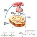 뇌하수체 호르몬 난포자극호르몬 (FSH) 황체화 호르몬 (LH) 기능 이미지