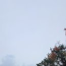 충남서산지역자활센터(뜸부기모시떡) 이미지