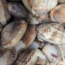 청정바다수산 이미지