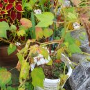 창박골원조보리밥 이미지