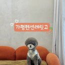 언덕위에 푸른집 | 경기 가평 애견동반 펜션 : 가평펜션레릿고 102호