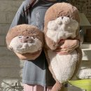 페이퍼가든