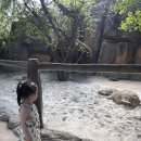 아기랑 친구들이랑 베트남 푸꾸옥 3박 4일 여행 3일차🏝️ (빈펄 사파리, 기린 식당, 플라밍고 레스토랑...