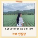 연월일 | 초록초록한 대파밭뷰 평창 월정사 카페 연월일 내돈내산 후기