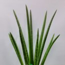 한솔동_우체국 앞 이미지