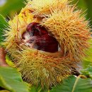 신읍리율대 이미지