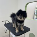 아워퍼피 이미지