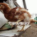 신기부화장 이미지