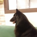 애견천사들 이미지