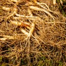 천종농장 | 못생겨도 괜찮아 건강에는 못난이 산양산삼 부모님선물 후기