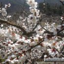 매실청담기- 매실 담기 담그는시기 이미지