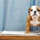 포켓불독 이미지