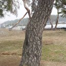 제석농장 | ▣◑♣☞ 익산여행, 제석사지 거북등소나무 소나무가격평가하고 소나무전지를 잘해야 소나무수명을 연장...