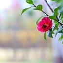 향기가득 이미지