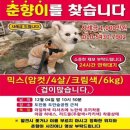춘향캣 네이버블로그