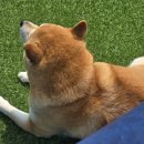 뜰독채풀빌라펜션 이미지