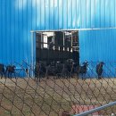 황토골 사슴 농장 이미지